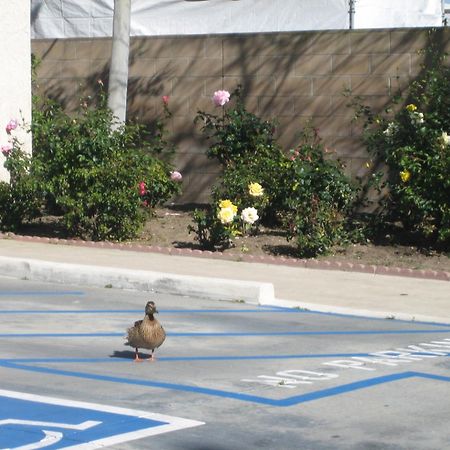 OceanView Motel Huntington Beach Zewnętrze zdjęcie