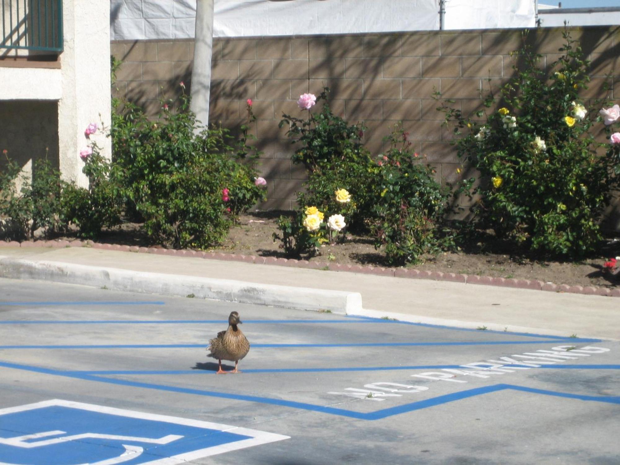 OceanView Motel Huntington Beach Zewnętrze zdjęcie